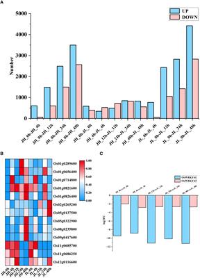 Whole-transcriptome profiling and identification of cold tolerance-related ceRNA networks in japonica rice varieties